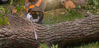  South Glens Falls, NY Tree Care Services Pros